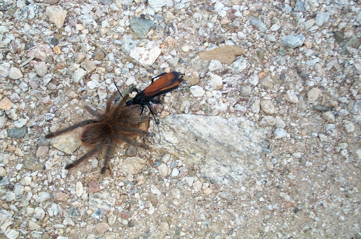 2002 Tarantula Hawk with Tarantula