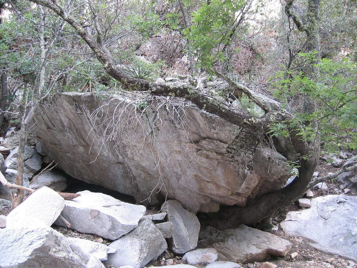 2004 August Spencer Canyon Beautiful Tree