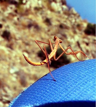 2005 November Preying Mantis on Alison in Bear Canyon