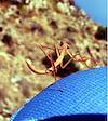 2005 November Preying Mantis on Alison in Bear Canyon