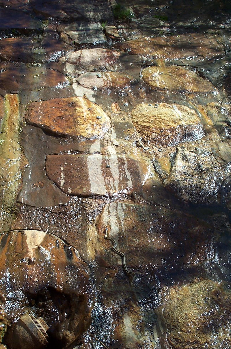 2005 October Toad Vs Snake below Sycamore Reservoir