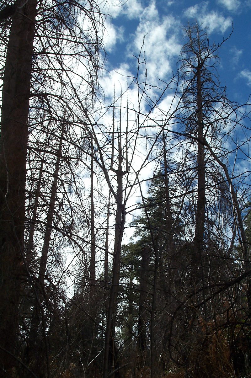 2006 April Alder Canyon Pitch Fork