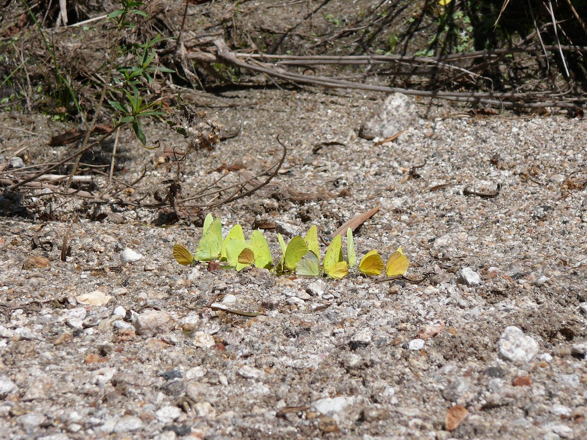 2006 September Butterfiles in the Canyon