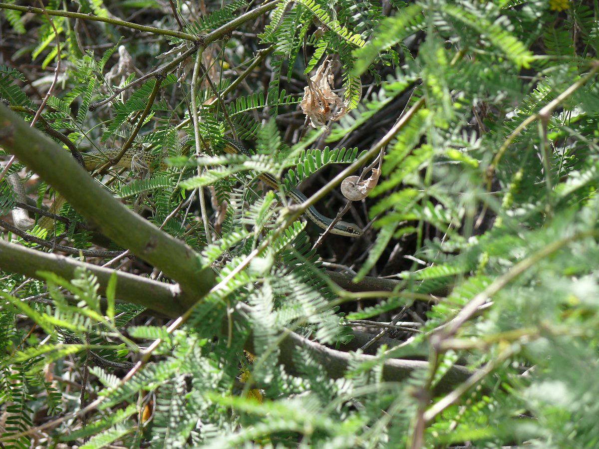 2007 April Finger Rock Trail Snake
