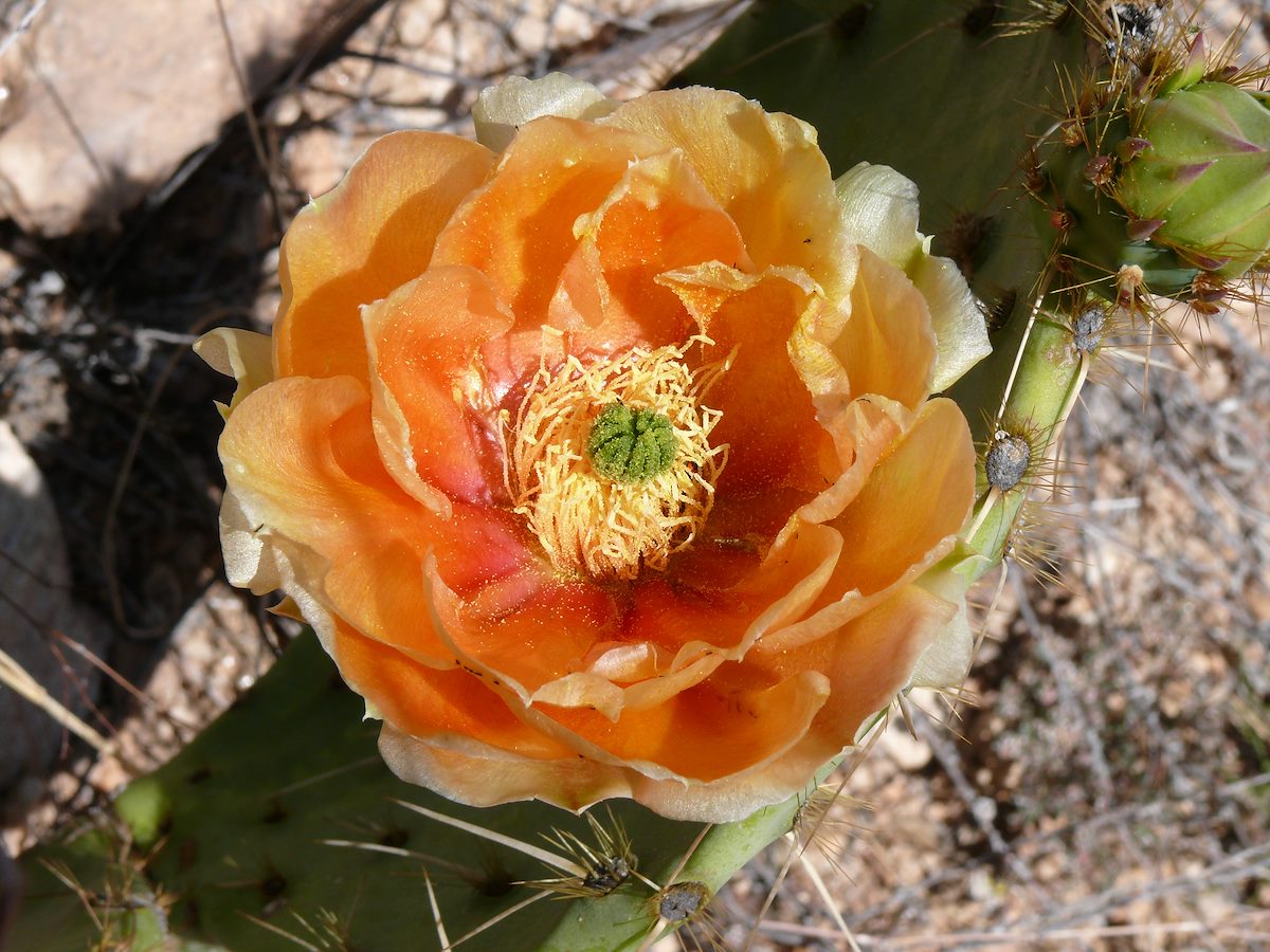 2007 May Pontatoc Ridge Prickly Pear Flower