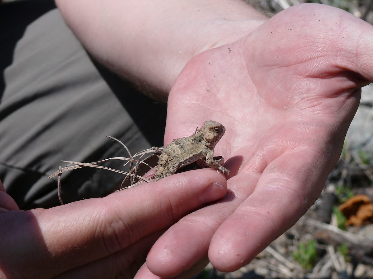 2007 May Red Ridge Horned Lizard