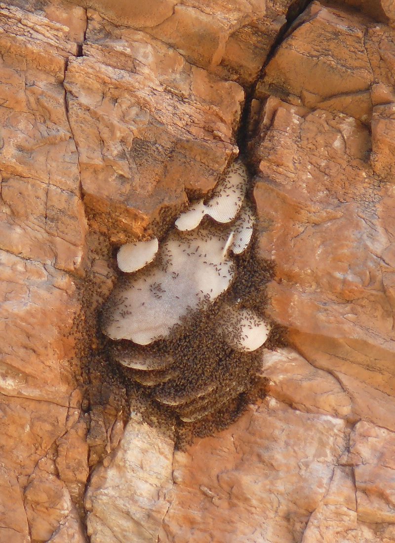 2007 October Beehive high in the Cliffs above Agua Caliente Canyon