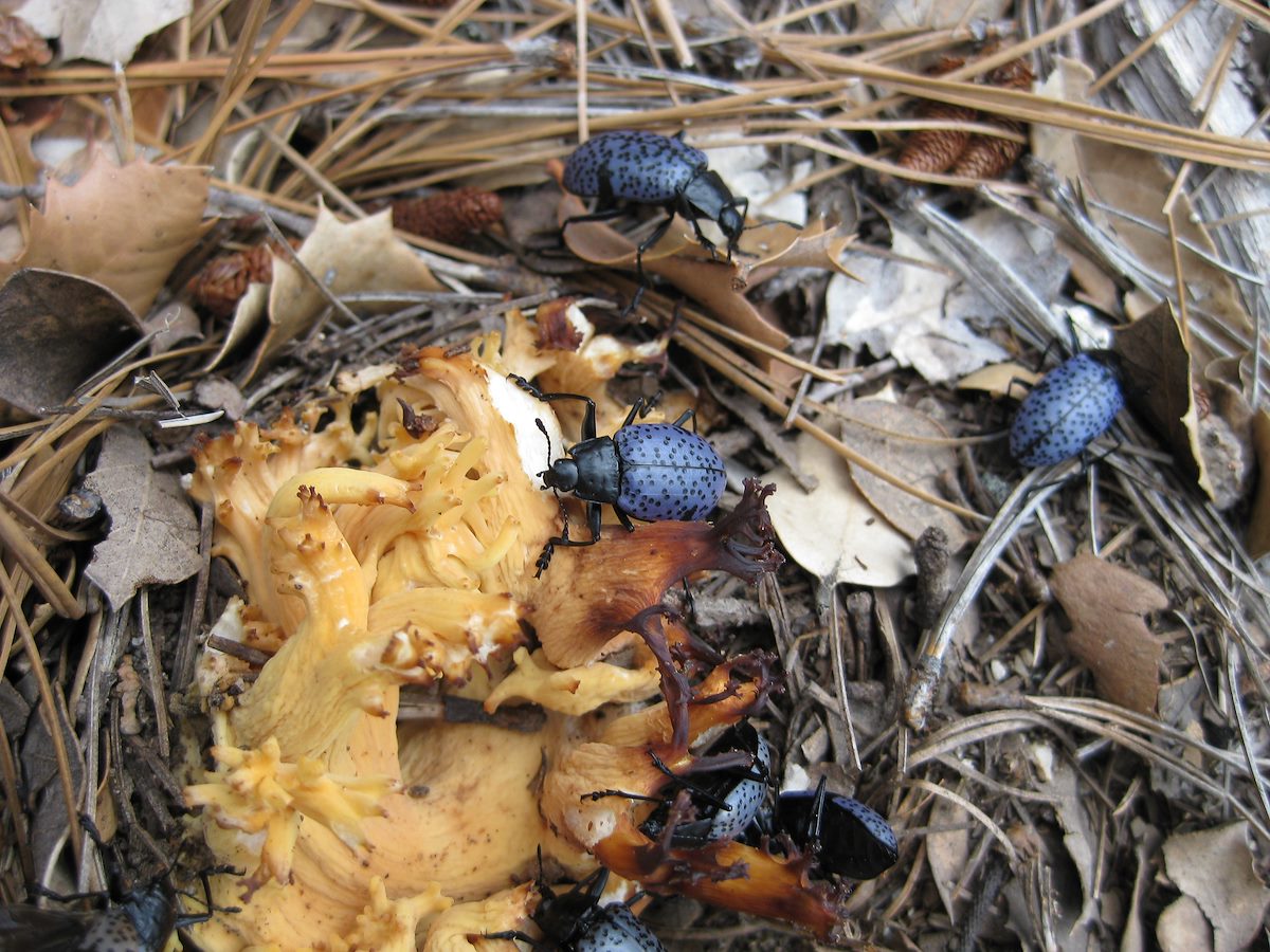 2008 August Beetles on Fungus