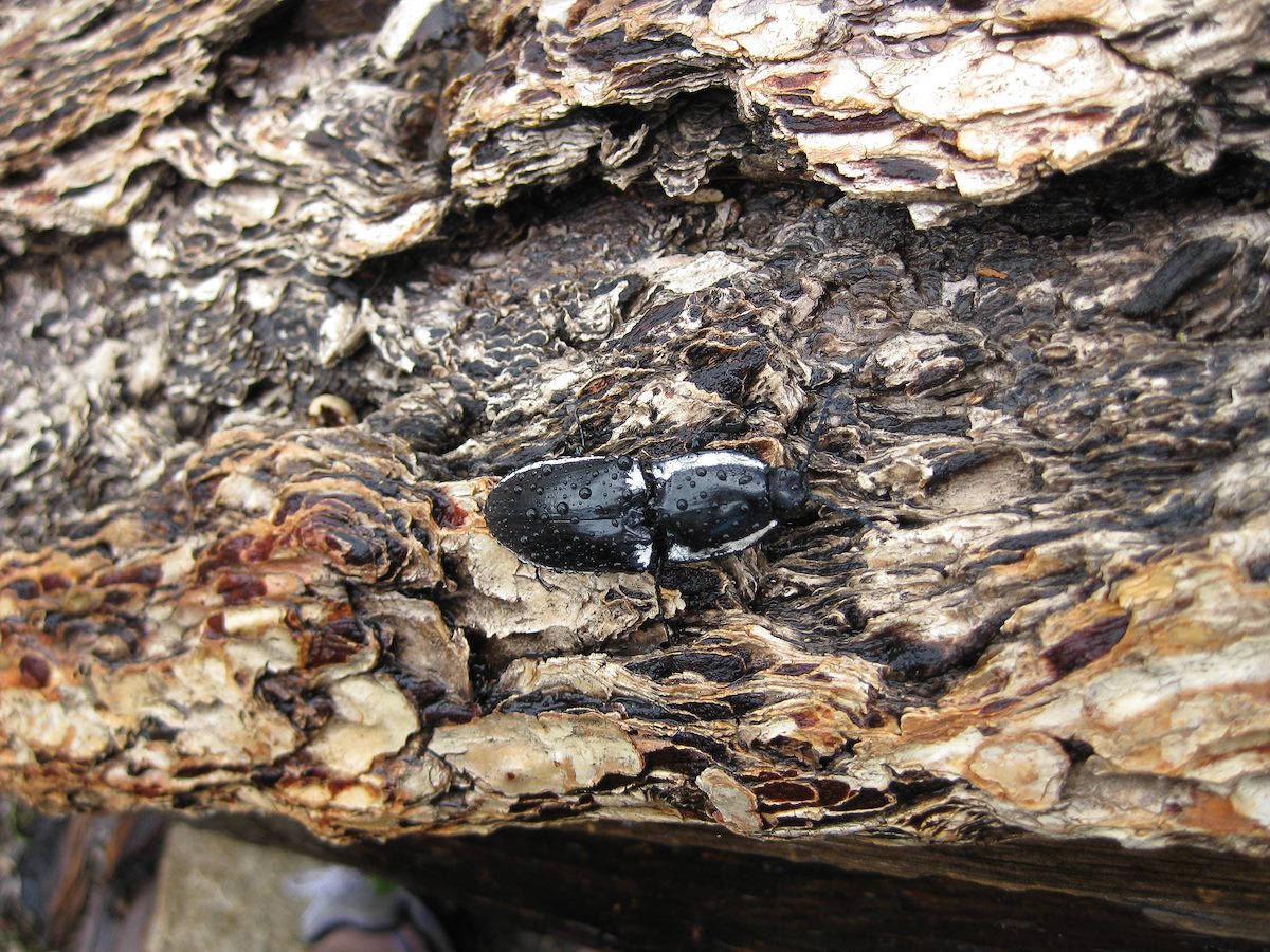2008 August Bug on Log