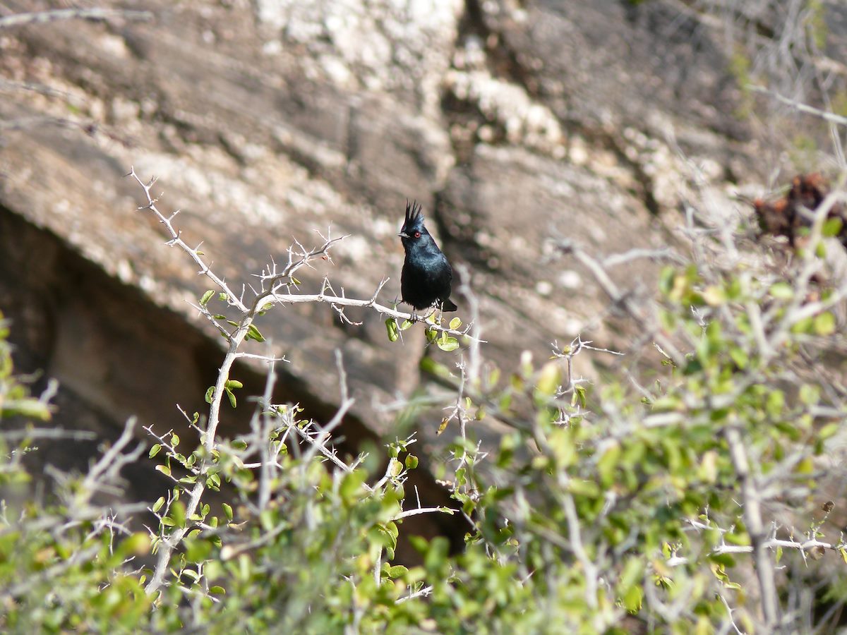 2008 February Finger Rock Canyon Phainopepla