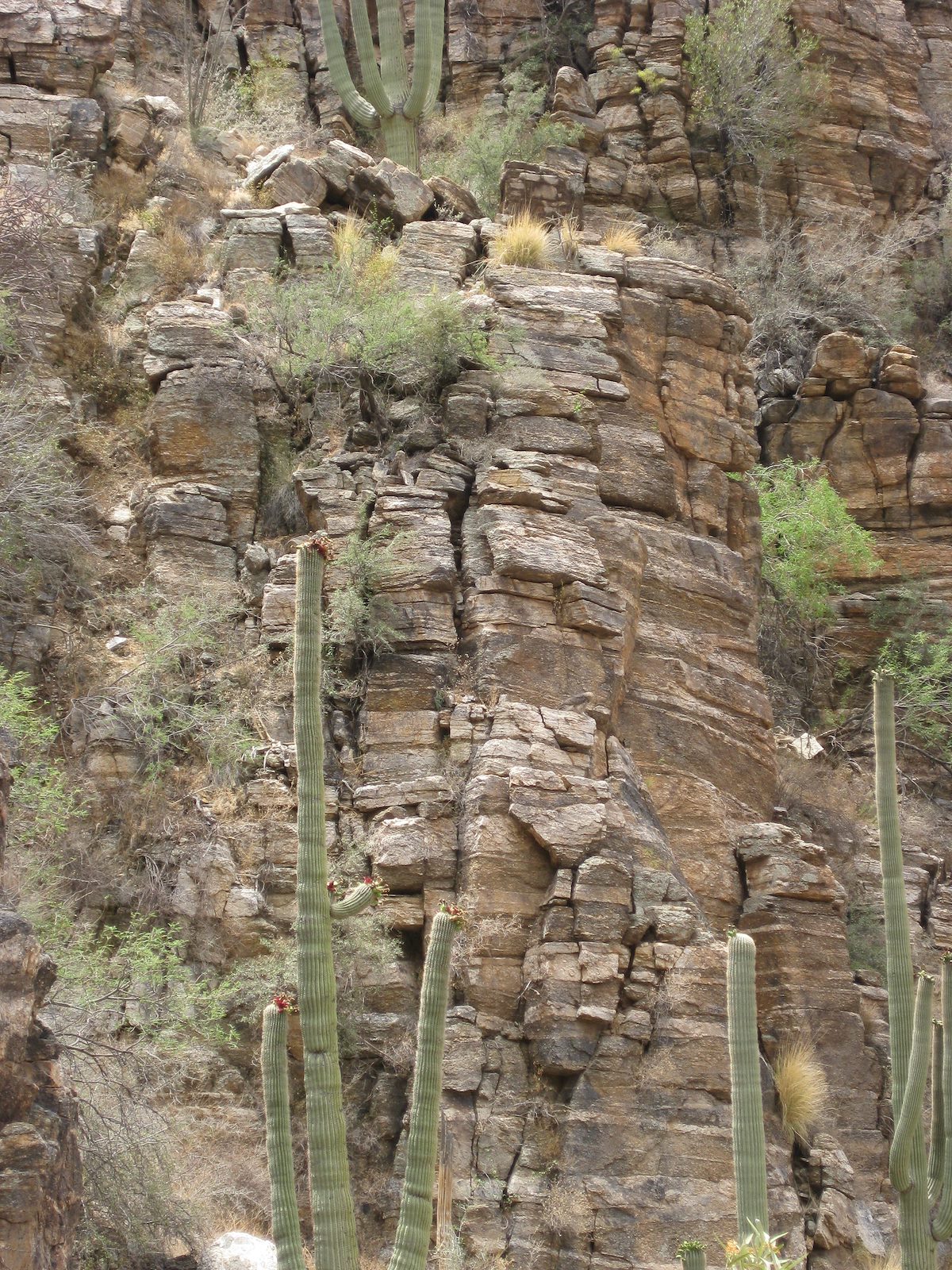2008 July Cliff with Owls