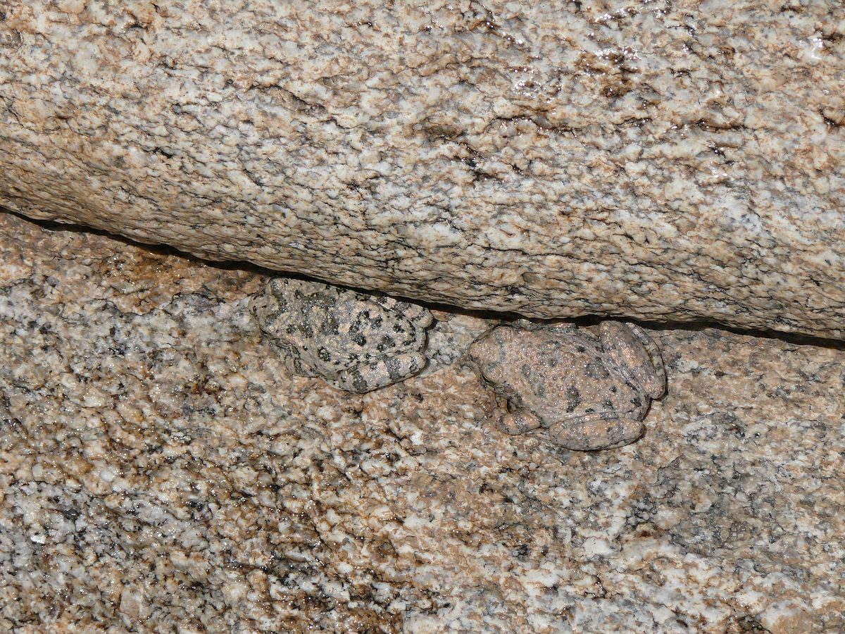 2008 March Molino Canyon Canyon Toads