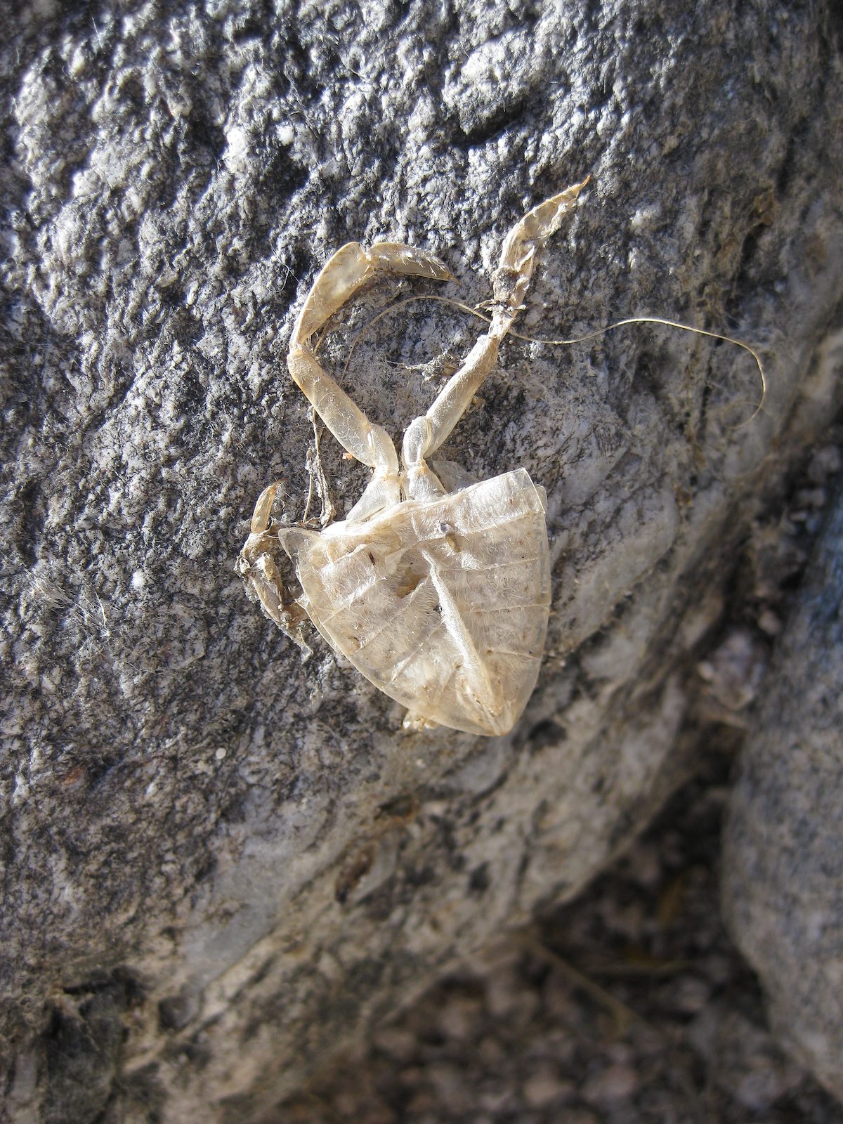 2008 October Milagrosa Ferocious Water Bug