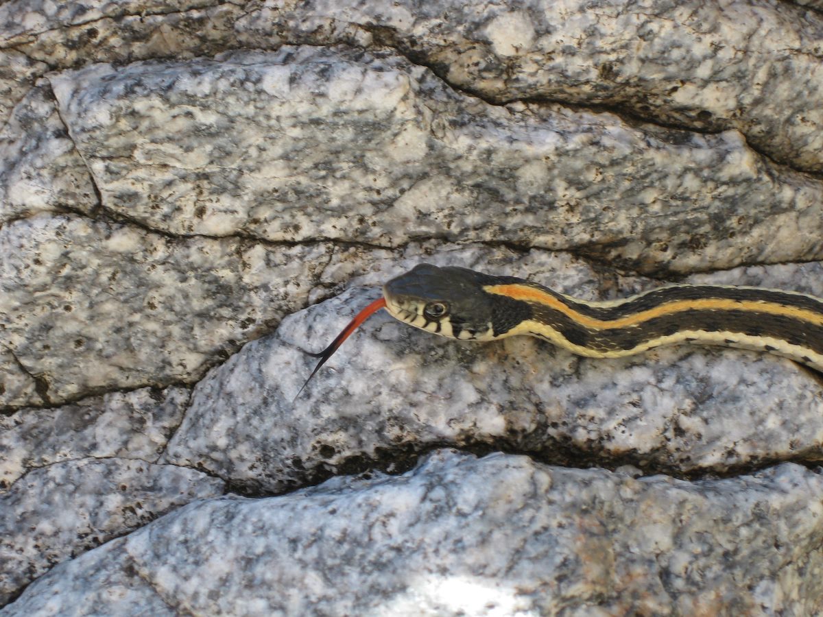 2008 October Milagrosa Snake