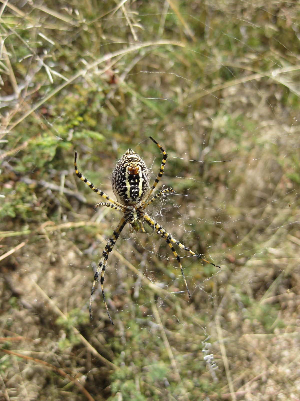 2008 October Milagrosa Spider