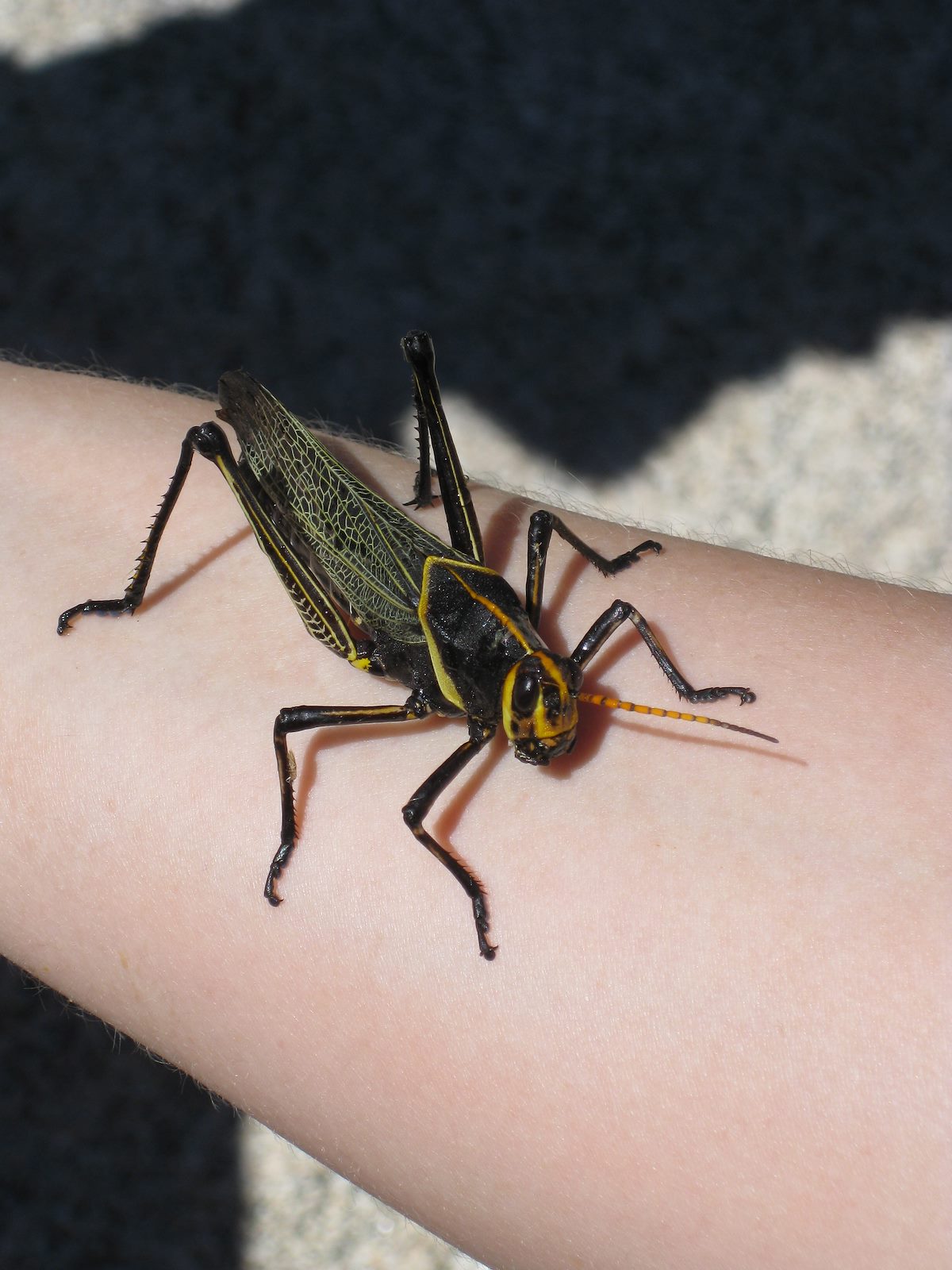 2008 October Molino Area ADT With Horse Lubber