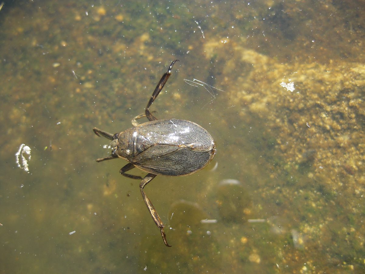 2008 October Molino Area Ferocious Water Bug