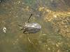 2008 October Molino Area Ferocious Water Bug