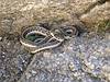 2008 October Molino Area Garter Snake