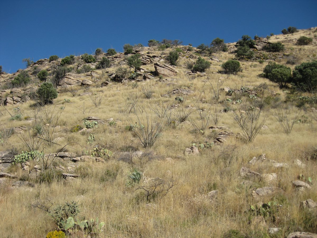2008 October Molino Area Hillside
