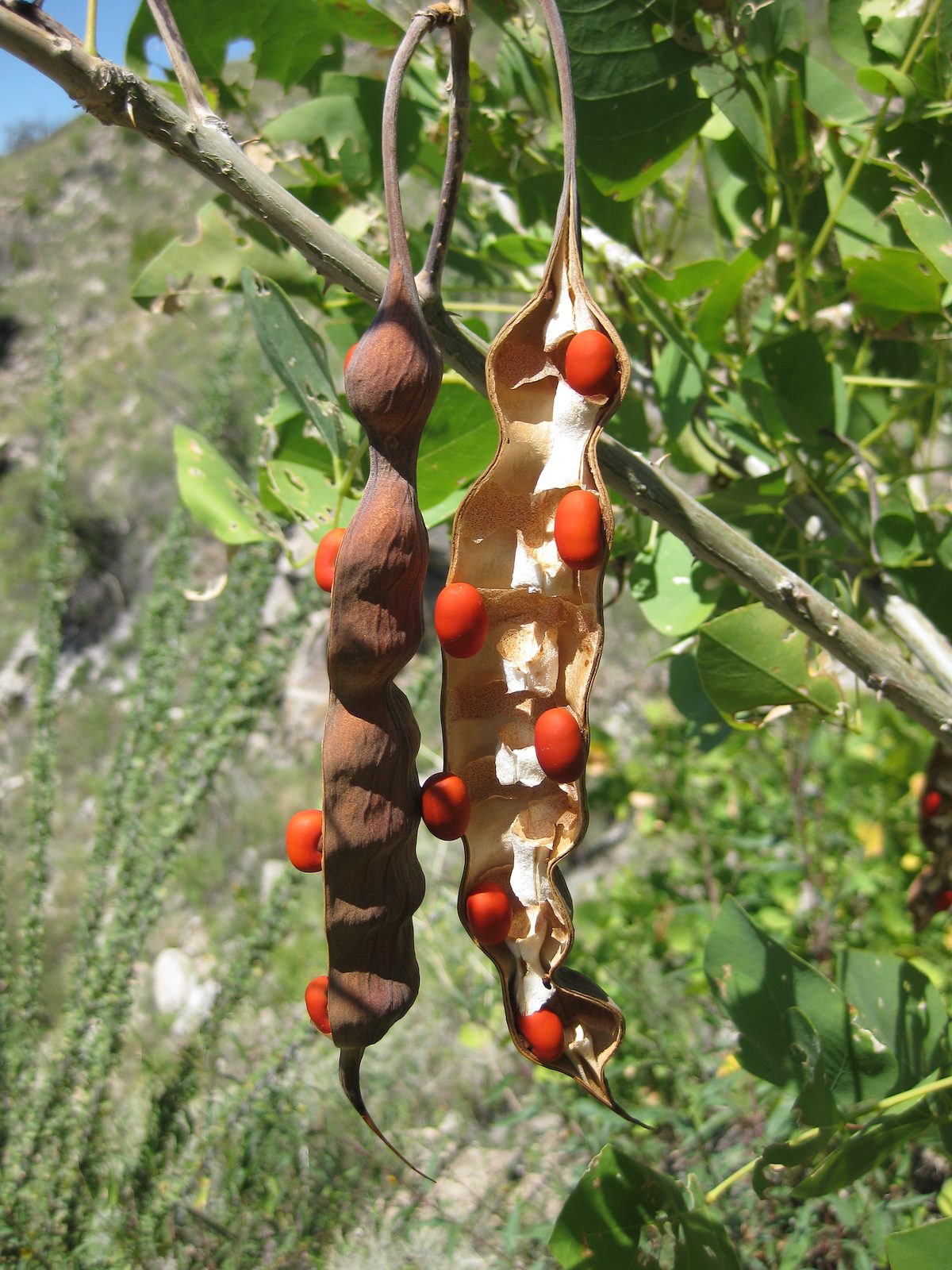 2008 September Coral Beans
