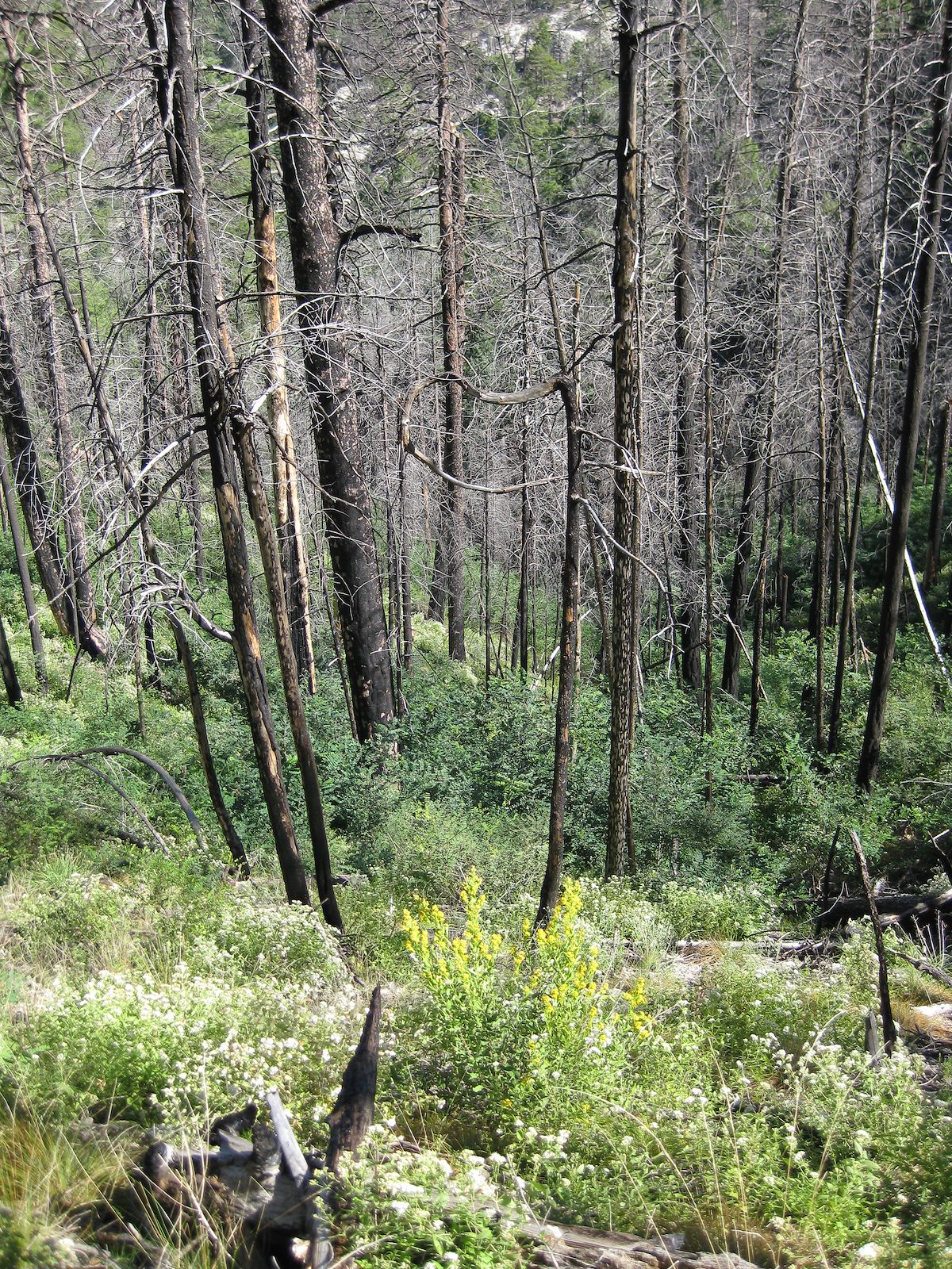 2008 September Growth after the fire