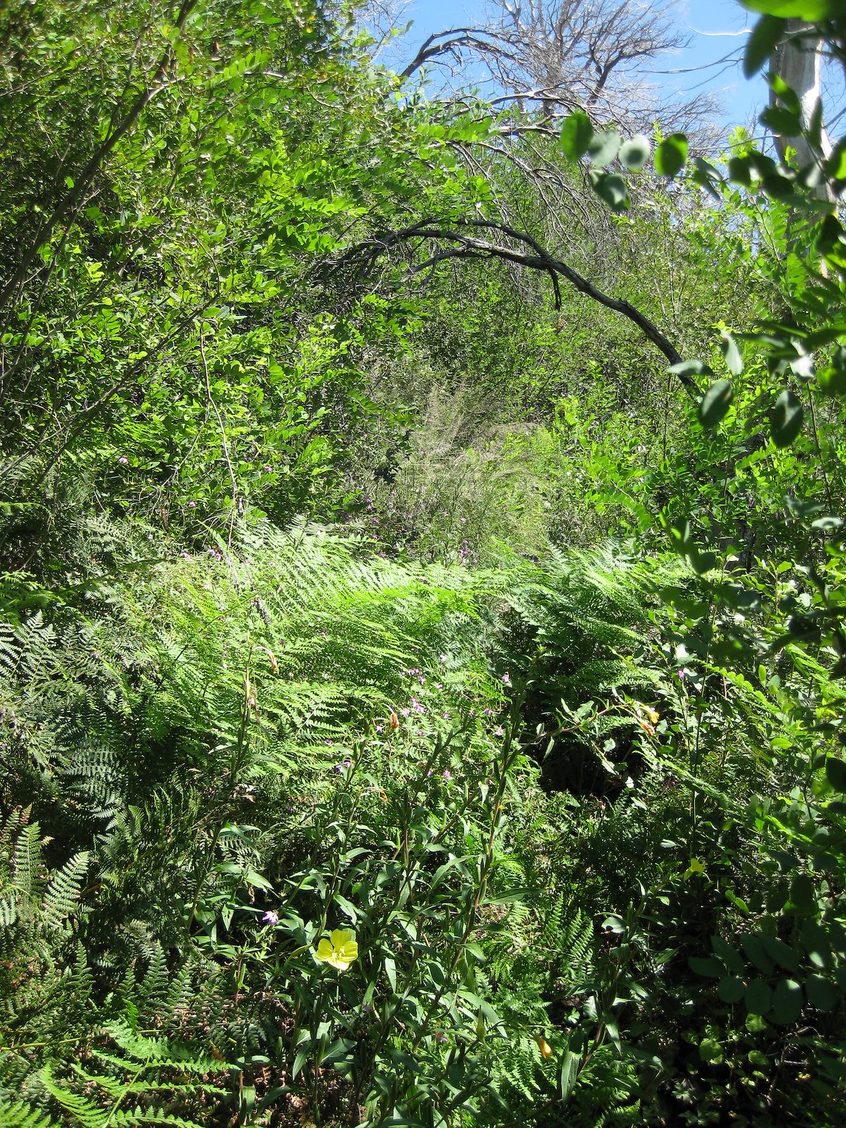 2008 September Incredible Green near Mud Spring