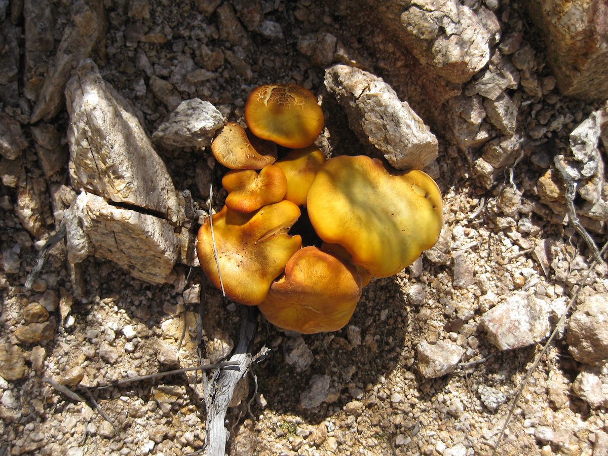 2008 September Mushrooms along the Palisade Trail