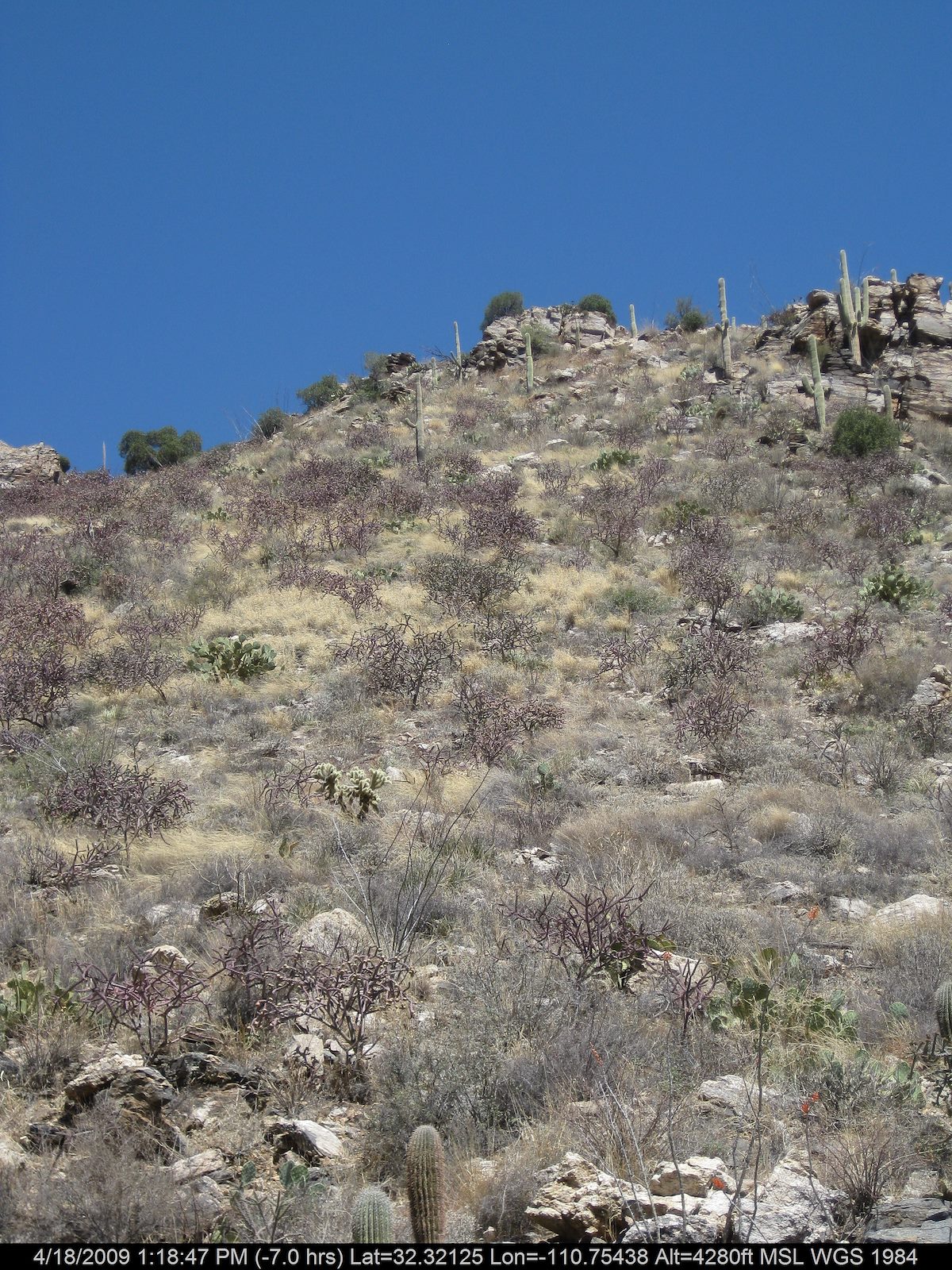 2009 April Cholla covered hillside