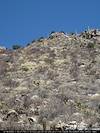 2009 April Cholla covered hillside