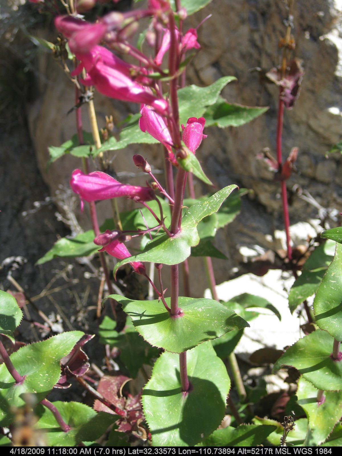 2009 April Flowers and Leaves