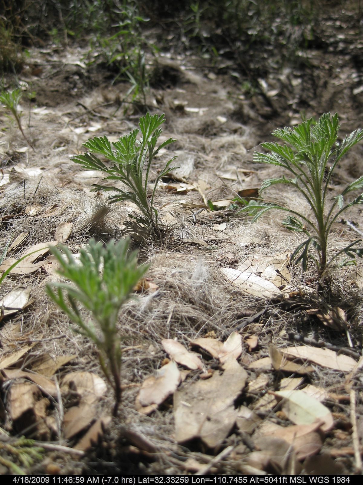 2009 April Javelina Fur