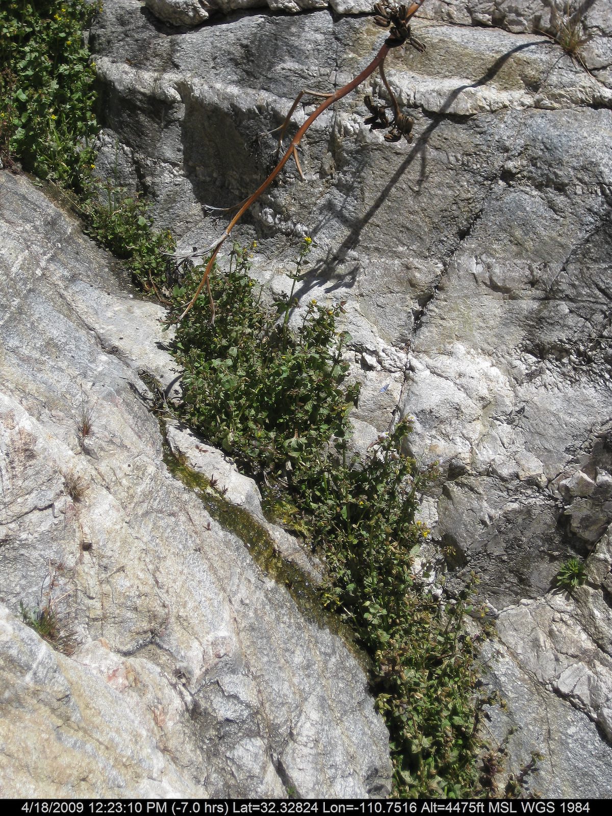 2009 April Water and Wasps