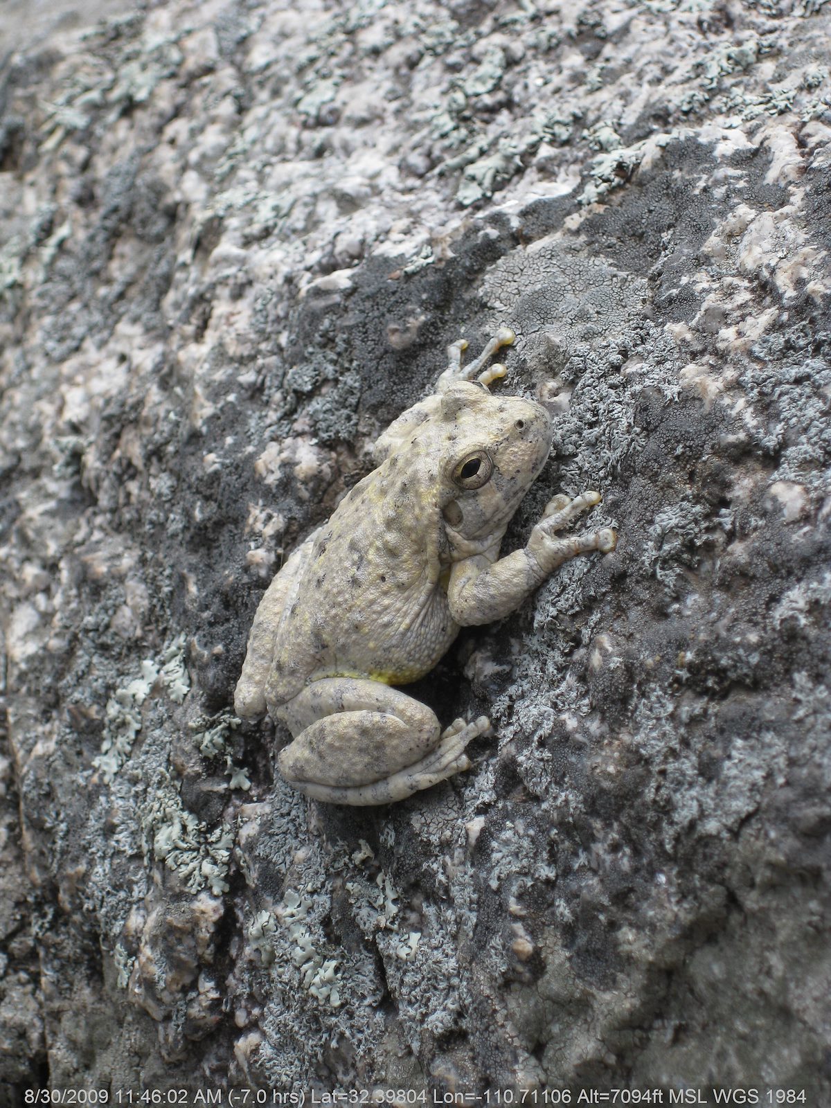 2009 August Blending In