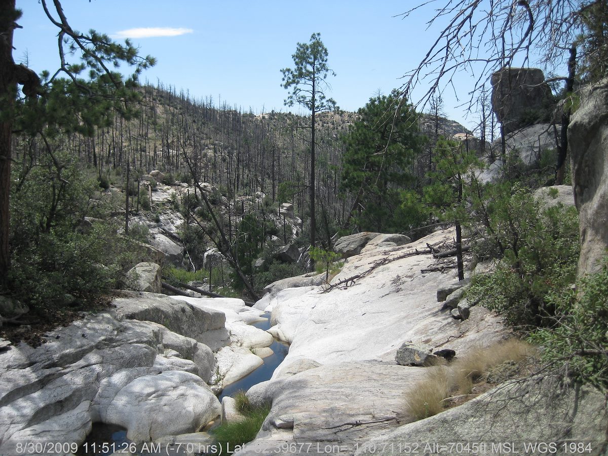 2009 August Carved Canyon Burned Forest