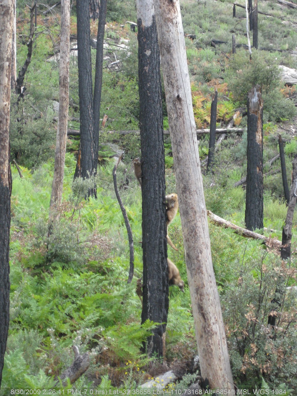 2009 August Coatis in a tree