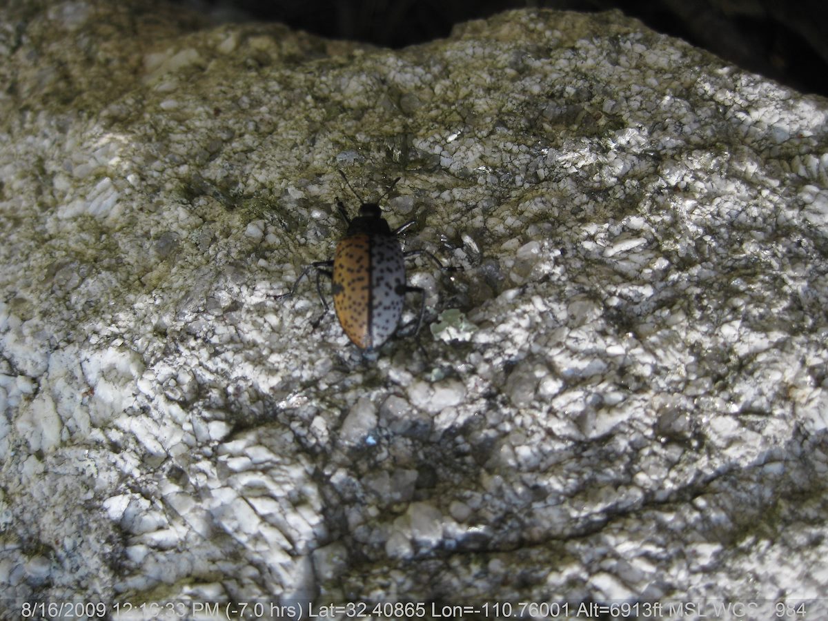 2009 August Dual Color