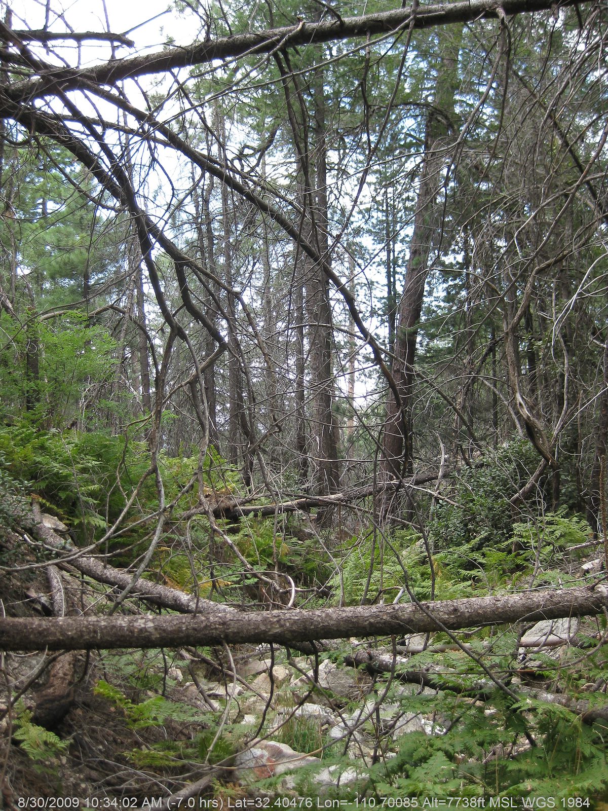 2009 August Sycamore Canyon near the highway