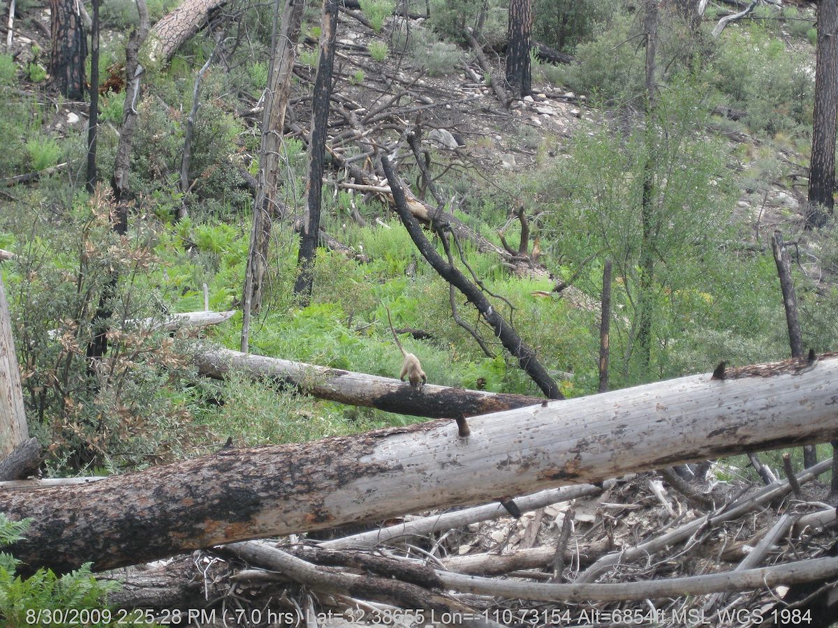 2009 August Young Coati