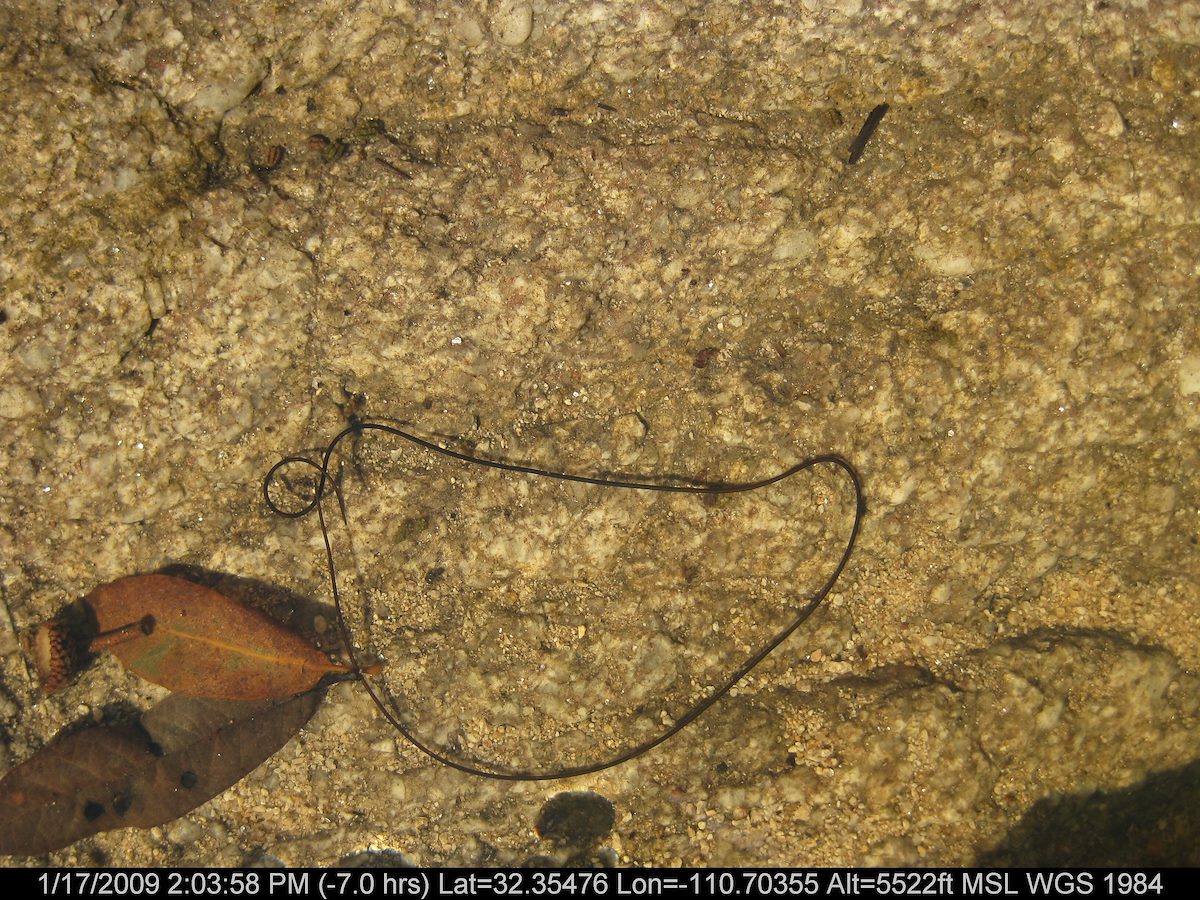 2009 January Creature