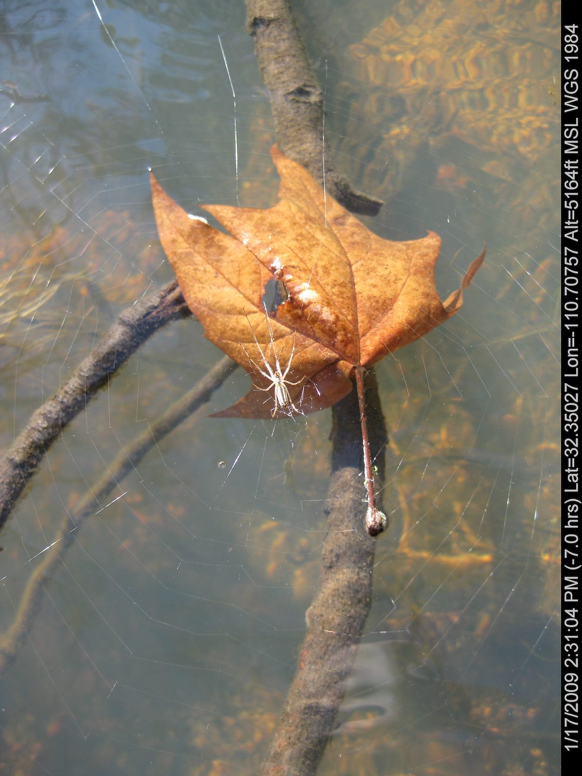 2009 January Spider over the Water