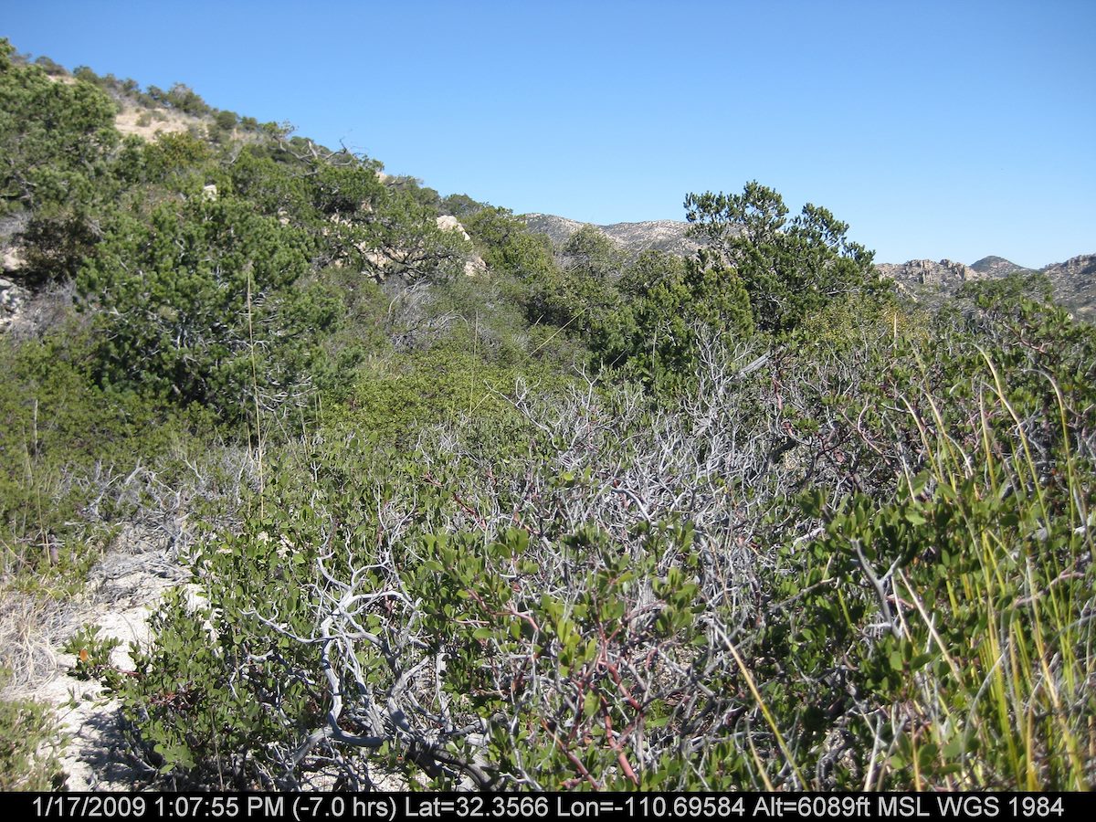 2009 January Working thru the Manzanita