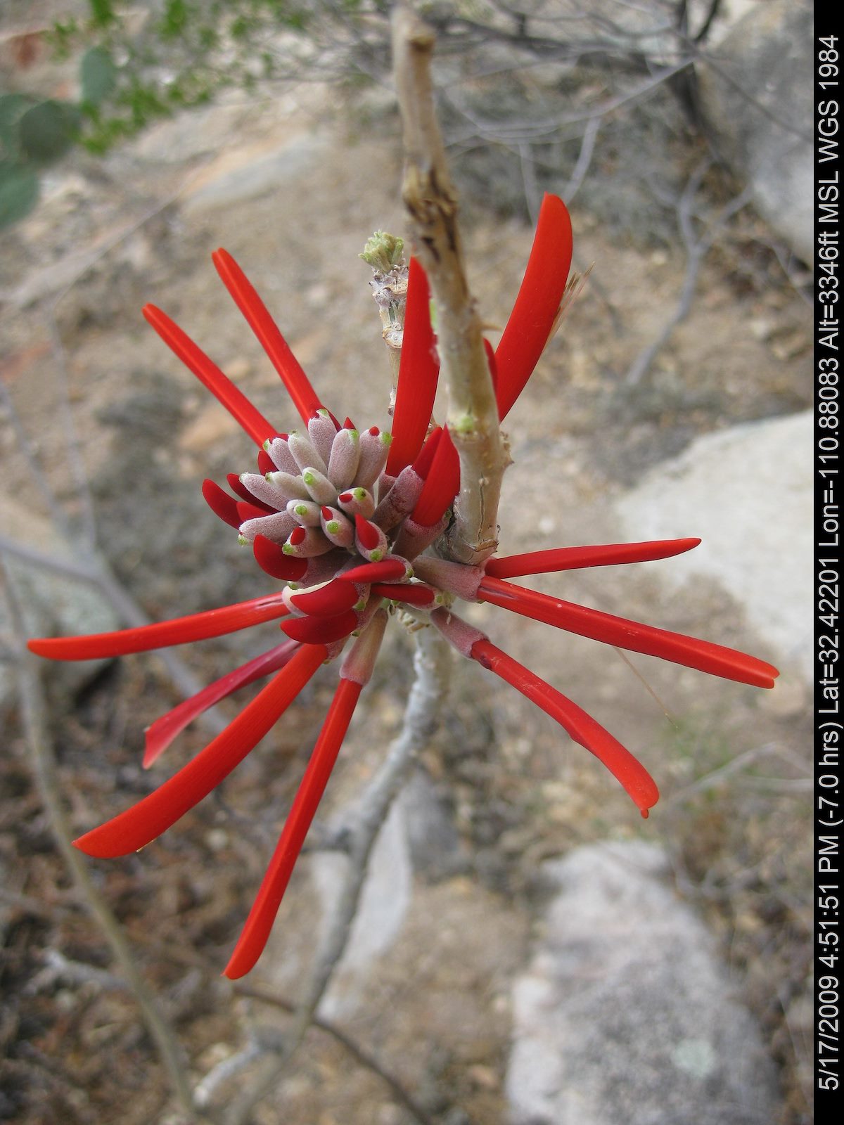 2009 May Beautiful flower