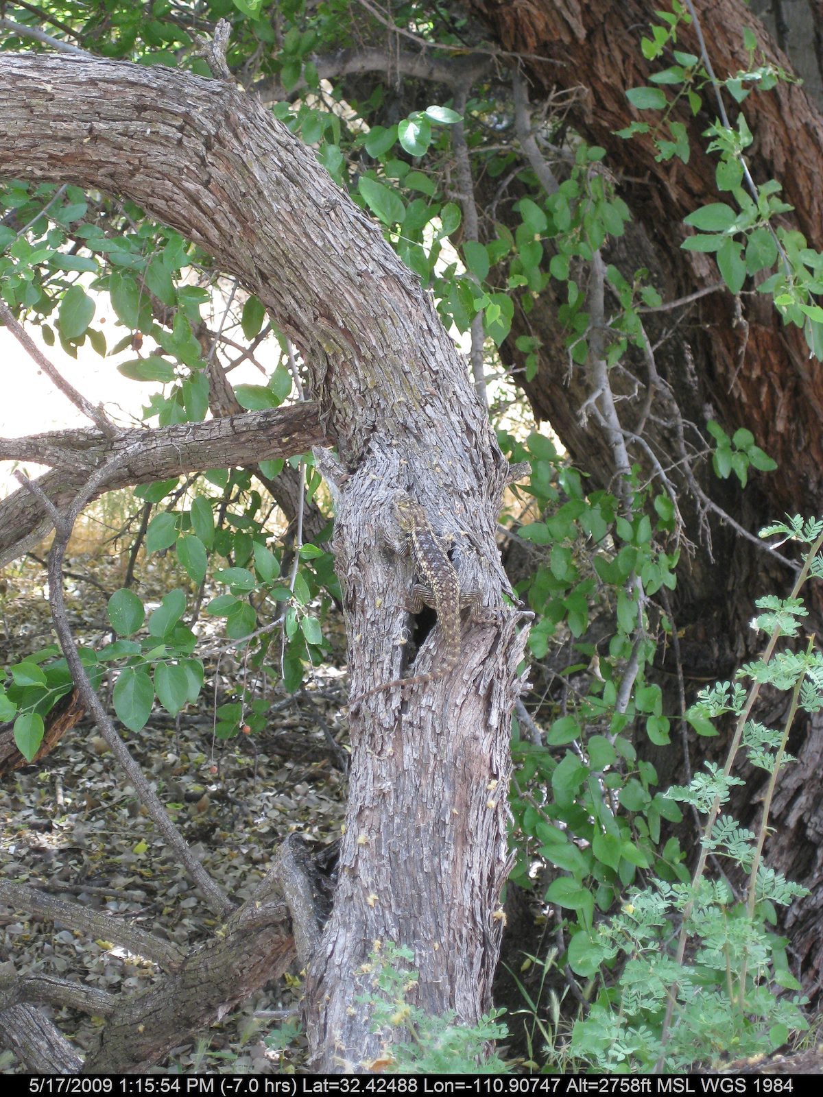 2009 May Great Camouflage