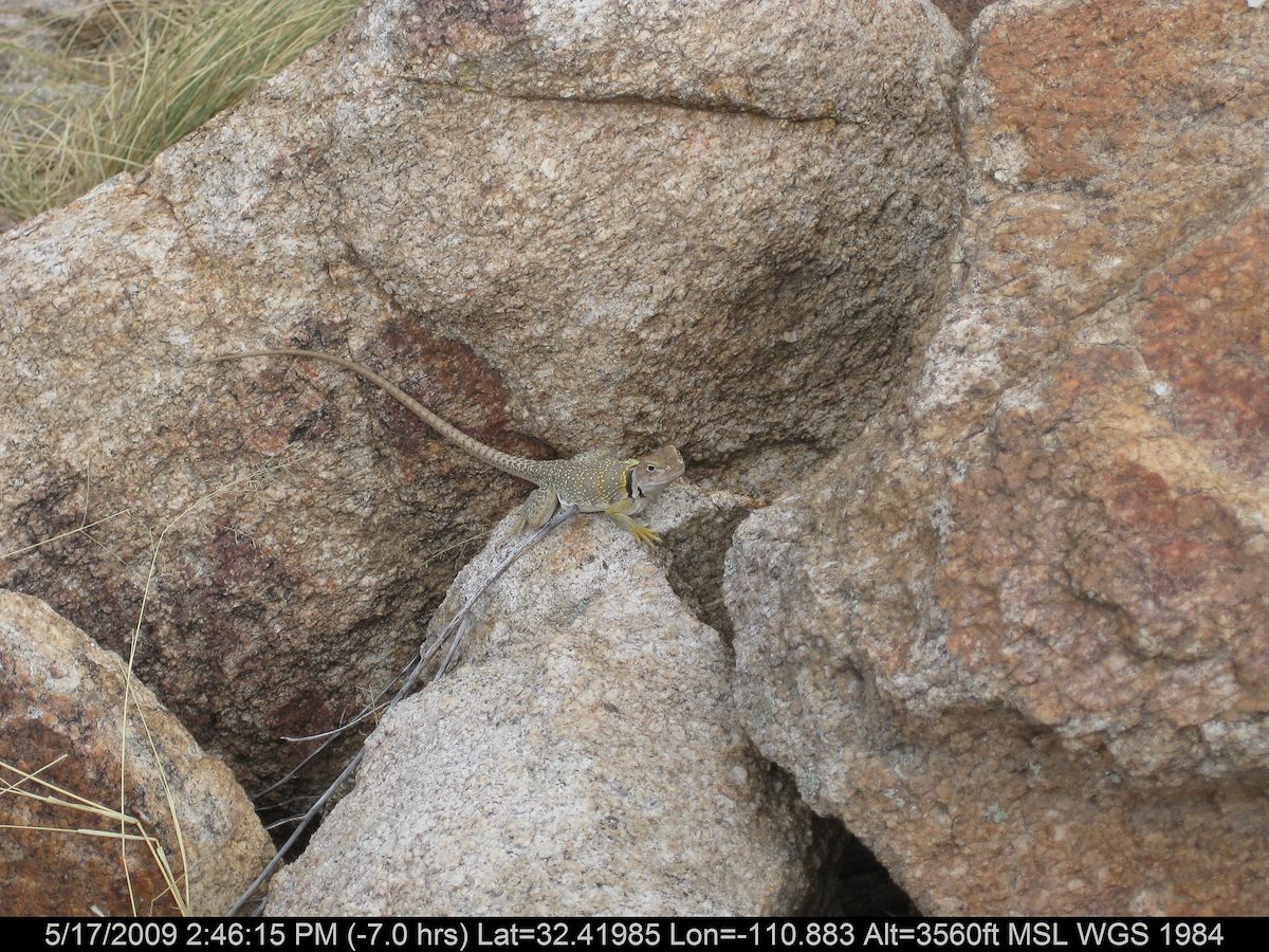 2009 May Lizard near the trail