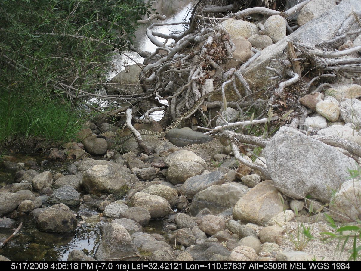 2009 May Rattlesnake crossing the canyon