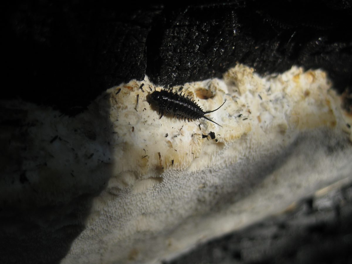 2010 July Fungus and Bug