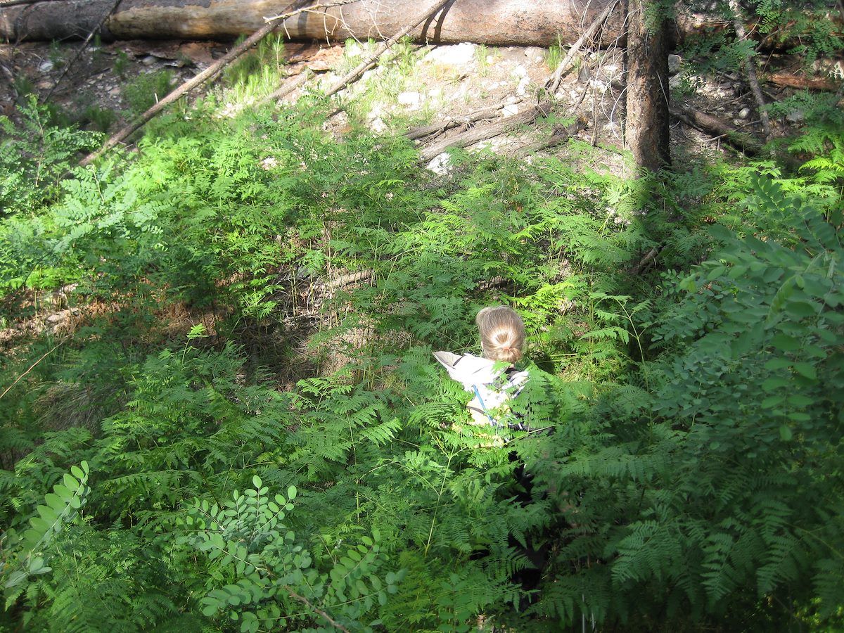 2010 July Upper Sycamore Area