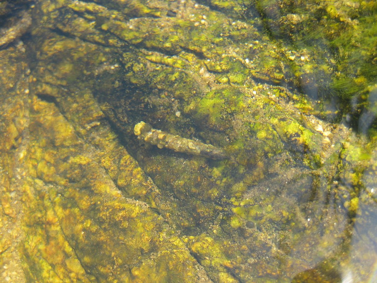2010 March Caddisfly larvae