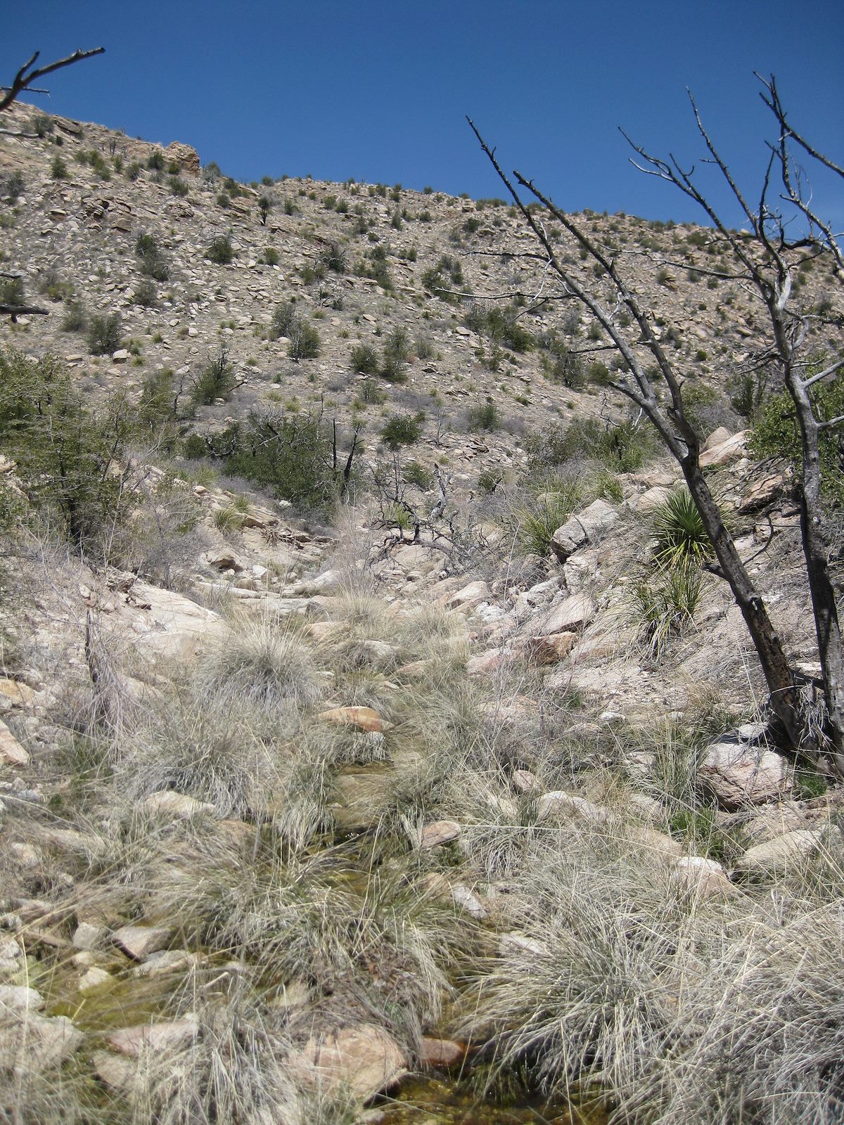 2010 March Lower Catalina Canyon